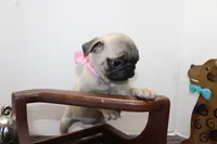 Buttercup, a female Pug for sale in Russellville, KY – Photo 7 of 8