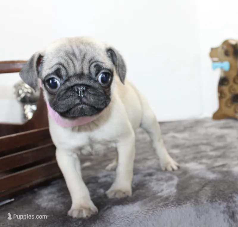 Buttercup – Pug puppy for sale in Russellville, KY