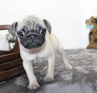 Buttercup, a female Pug for sale in Russellville, KY – Photo 1 of 8