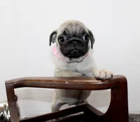 Buttercup, a female Pug for sale in Russellville, KY – Photo 5 of 8