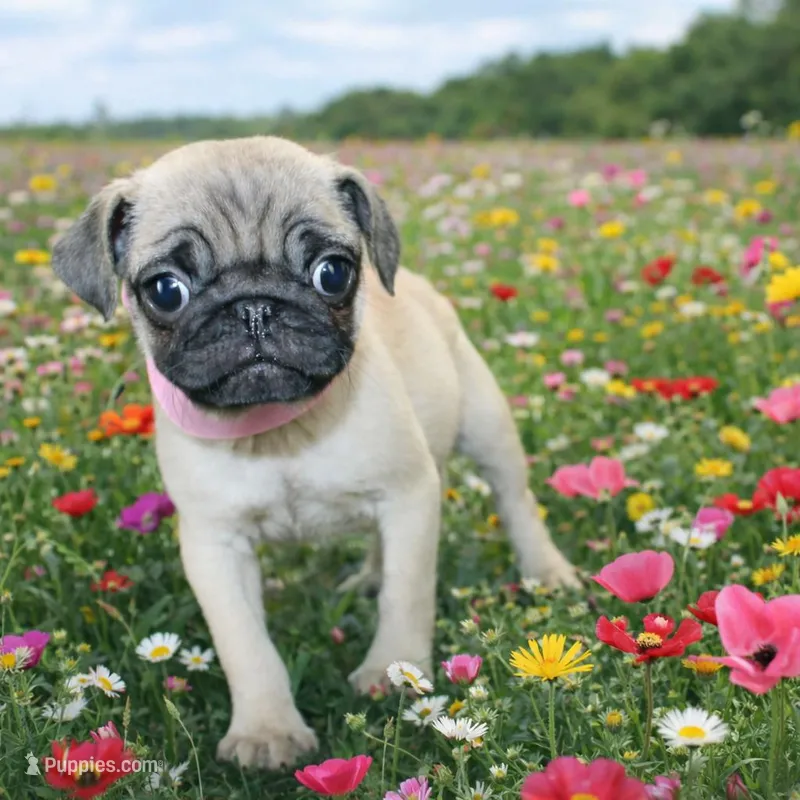 Buttercup – Pug puppy for sale in Russellville, KY