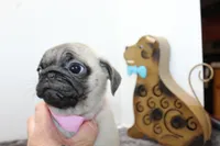 Buttercup, a female Pug for sale in Russellville, KY – Photo 6 of 8