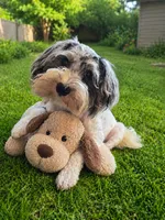 Romeo (blue Merle parti), a male Maltipoo and Maltese for sale in Russellville, KY – 1 of 7