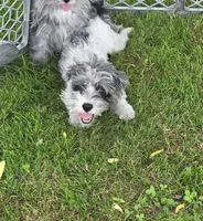  Gucci  (blue Merle parti), a male Maltipoo and Maltese for sale in Russellville, KY – 10 of 10