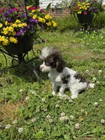 Tito, a male Poodle - Toy  for sale in Russellville, KY – 5 of 7