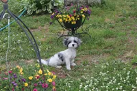  Gucci  (blue Merle parti), a male Maltipoo and Maltese for sale in Russellville, KY – 6 of 7