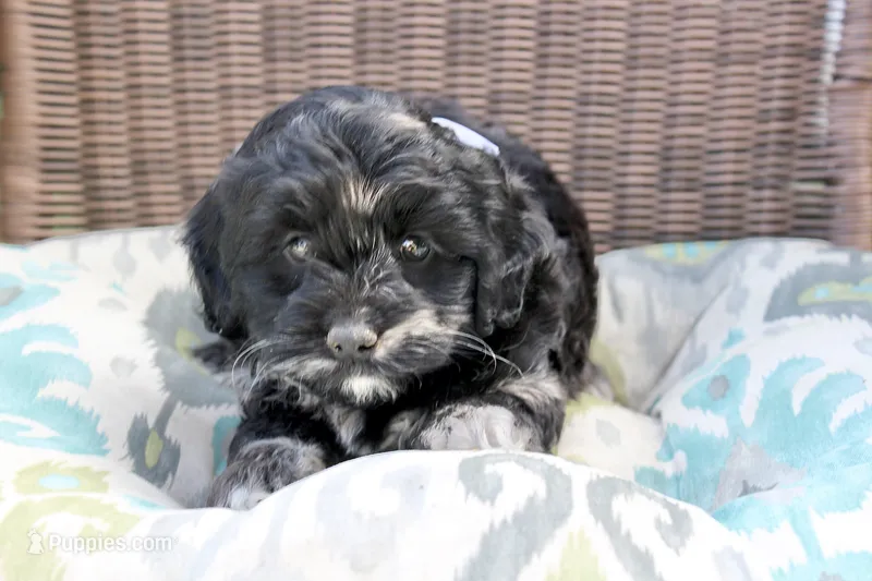 Stella (merel) – Cockapoo, Poodle - Toy  puppy for sale in Russellville, KY