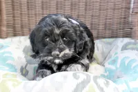 Stella (merel), a female Cockapoo and Poodle - Toy  for sale in Russellville, KY – 1 of 7