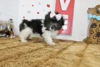 Pip, a female Maltipoo and Maltese for sale in Russellville, KY – 1 of 6