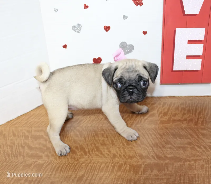 Pugtunia – Pug puppy on hold in Russellville, KY