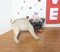 Pugtunia, a female Pug for sale in Russellville, KY – 1 of 9