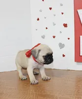 Pugetta, a female Pug for sale in Russellville, KY – 5 of 7