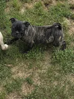 Tank, a male Boston Terrier and Bugg for sale in Russellville, KY – 8 of 10