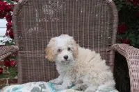 Binky blue eye green eye, a male Poodle - Toy  and Miniature Aussiedoodle for sale in Russellville, KY – 7 of 7