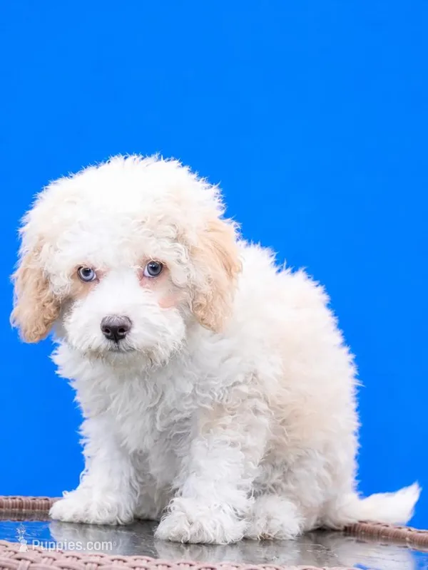 Binky blue eyes – Poodle - Toy , Miniature Aussiedoodle puppy for sale in Russellville, KY