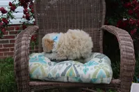 Binky blue eye green eye, a male Poodle - Toy  and Miniature Aussiedoodle for sale in Russellville, KY – 6 of 7