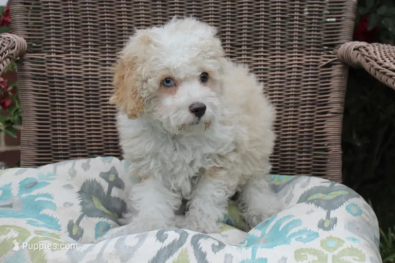Binky blue eyes – Poodle - Toy , Miniature Aussiedoodle puppy on hold in Russellville, KY