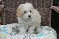Binky blue eye green eye, a male Poodle - Toy  and Miniature Aussiedoodle for sale in Russellville, KY – 4 of 7