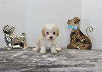 Binky, a male Poodle - Toy  and Miniature Aussiedoodle for sale in Russellville, KY – Photo 2 of 7