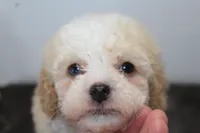 Binky, a male Poodle - Toy  and Miniature Aussiedoodle for sale in Russellville, KY – Photo 4 of 7