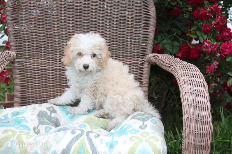 Binky blue eyes – Poodle - Toy , Miniature Aussiedoodle puppy for sale in Russellville, KY