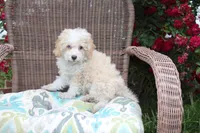 Binky blue eye green eye, a male Poodle - Toy  and Miniature Aussiedoodle for sale in Russellville, KY – 3 of 7