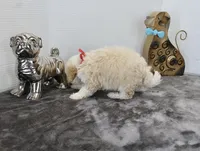 Binky, a male Poodle - Toy  and Miniature Aussiedoodle for sale in Russellville, KY – Photo 3 of 7