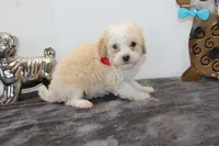 Binky, a male Poodle - Toy  and Miniature Aussiedoodle for sale in Russellville, KY – Photo 6 of 7