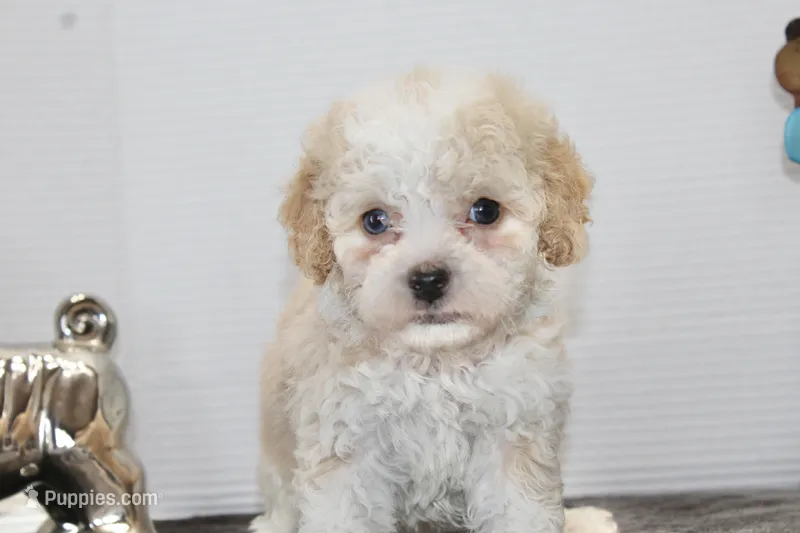 Binky – Poodle - Toy , Miniature Aussiedoodle puppy for sale in Russellville, KY