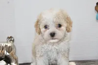 Binky, a male Poodle - Toy  and Miniature Aussiedoodle for sale in Russellville, KY – Photo 1 of 7