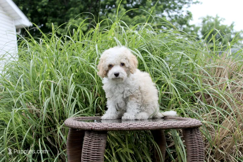 Binky blue eye green eye – Poodle - Toy , Miniature Aussiedoodle puppy for sale in Russellville, KY