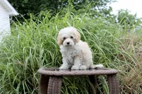 Binky blue eye green eye, a male Poodle - Toy  and Miniature Aussiedoodle for sale in Russellville, KY – 1 of 7