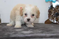 Binky, a male Poodle - Toy  and Miniature Aussiedoodle for sale in Russellville, KY – Photo 5 of 7