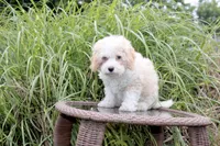 Binky blue eye green eye, a male Poodle - Toy  and Miniature Aussiedoodle for sale in Russellville, KY – 5 of 7