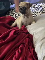 Pugarooney "Purebred Pug", a male Pug for sale in Russellville, KY – 3 of 5