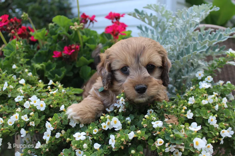 Peter Pan(chocolate merel) – Cockapoo, Poodle - Toy  puppy for sale in Russellville, KY