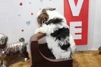 Honey, a female Yorkshire Terrier and Morkie for sale in Russellville, KY – 4 of 5