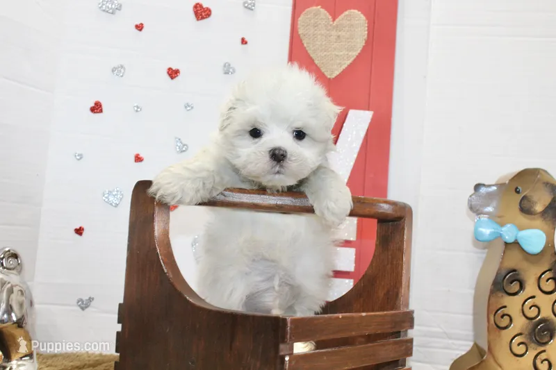 Casper – Maltipoo, Maltese puppy for sale in Russellville, KY