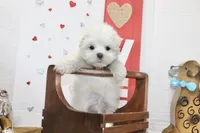 Casper, a male Maltipoo and Maltese for sale in Russellville, KY – 1 of 5