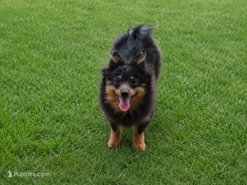 Willie – Pomeranian puppy for sale in Russellville, KY