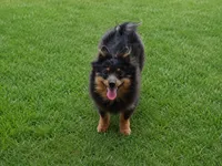 Willie, a male Pomeranian for sale in Russellville, KY – 4 of 10