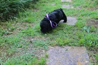 Onyx, a female Cockapoo and Poodle - Toy  for sale in Russellville, KY – 6 of 7