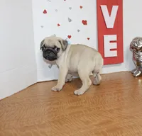 Pugarooney, a male Pug for sale in Russellville, KY – 2 of 6