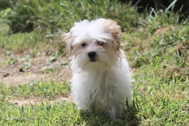 Lilly (toy size 5~6 lbs) – Maltese, Yorkshire Terrier puppy for sale in Russellville, KY