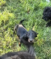 Weiner Dan, a male Miniature Dachshund for sale in Russellville, KY – 3 of 8