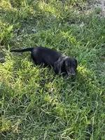 Weiner Dan, a male Miniature Dachshund for sale in Russellville, KY – 6 of 8