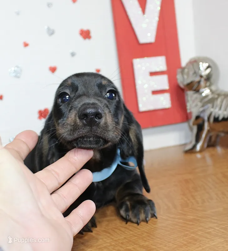 Weiner Dan – Miniature Dachshund puppy for sale in Russellville, KY