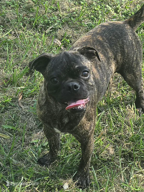 Roody – Boston Terrier, Pug puppy for sale in Russellville, KY