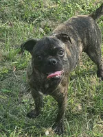 Roody, a male Boston Terrier and Pug for sale in Russellville, KY – 1 of 5