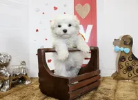 Frosty, a male Maltipoo and Maltese for sale in Russellville, KY – 2 of 6